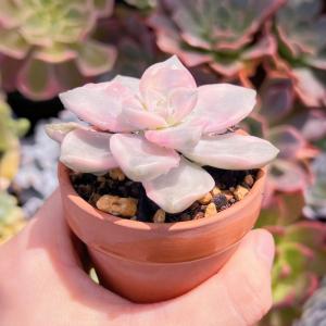 多肉植物 パープルディライト錦 新入荷 るる農園の詳細画像2