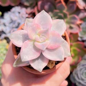 多肉植物 パープルディライト錦 新入荷 るる農園の詳細画像3