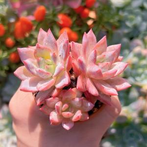 多肉植物　Blue Bird群生　新入荷　るる農園｜ruruplant-store