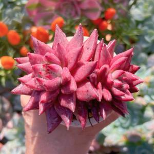 多肉植物 ロメオ 新入荷 るる農園の商品画像