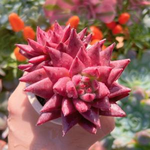 多肉植物 ロメオ 新入荷 るる農園の詳細画像1
