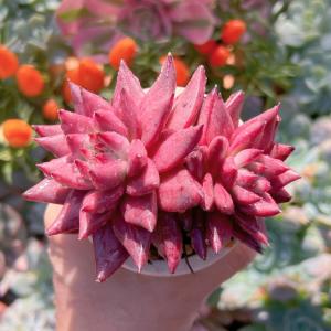 多肉植物 ロメオ 新入荷 るる農園の詳細画像2