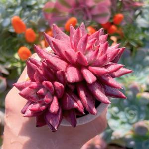 多肉植物 ロメオ 新入荷 るる農園の詳細画像3