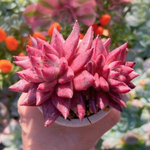 多肉植物 ロメオ 新入荷 るる農園の詳細画像4