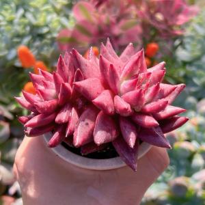多肉植物 ロメオ 新入荷 るる農園の詳細画像5