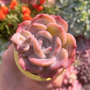 多肉植物 桜雪 新入荷 るる農園の商品画像
