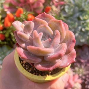 多肉植物 桜雪 新入荷 るる農園の詳細画像1