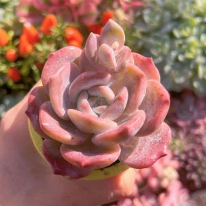 多肉植物 桜雪 新入荷 るる農園の詳細画像2