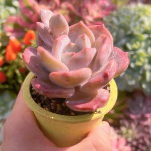 多肉植物 桜雪 新入荷 るる農園の詳細画像3