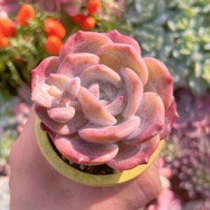 多肉植物 桜雪 新入荷 るる農園の詳細画像4