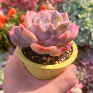 多肉植物 桜雪 新入荷 るる農園の詳細画像5