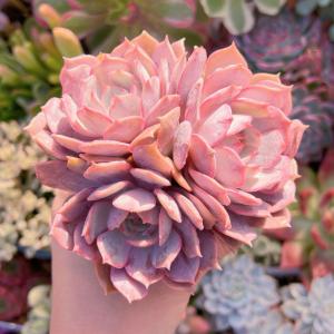多肉植物 ローラ(中) 3〜5頭 新入荷の商品画像