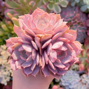 多肉植物 ローラ(中) 3〜5頭 新入荷の詳細画像2
