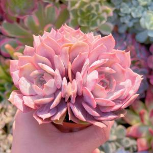 多肉植物 ローラ(中) 3〜5頭 新入荷の詳細画像3