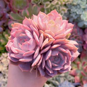 多肉植物 ローラ(中) 3〜5頭 新入荷の詳細画像4