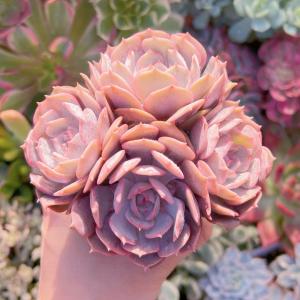 多肉植物 ローラ(中) 3〜5頭 新入荷の詳細画像5