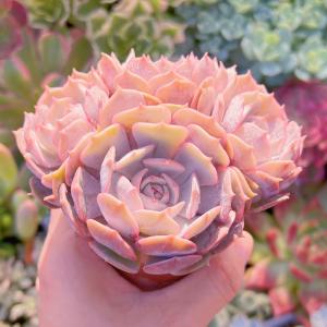 多肉植物 ローラ(中) 3〜5頭 新入荷の詳細画像1