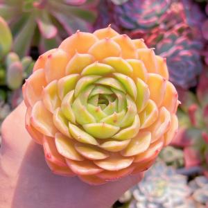 多肉植物 オンスロー 新入荷 るる農園の詳細画像1