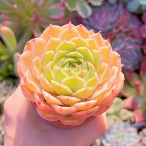 多肉植物 オンスロー 新入荷 るる農園の詳細画像2