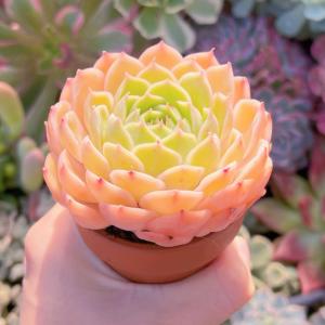 多肉植物 オンスロー 新入荷 るる農園の詳細画像3