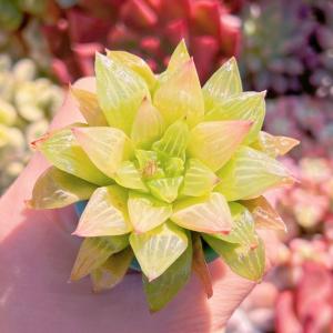 多肉植物 ハオルチア エメラルドフラッシュ 新...の詳細画像1