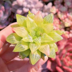 多肉植物 ハオルチア エメラルドフラッシュ 新...の詳細画像2