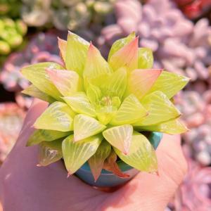 多肉植物 ハオルチア エメラルドフラッシュ 新...の詳細画像3