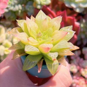 多肉植物 ハオルチア エメラルドフラッシュ 新...の詳細画像4