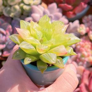 多肉植物 ハオルチア エメラルドフラッシュ 新...の詳細画像5
