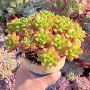 多肉植物 レティジア群生 新入荷 るる農園の詳細画像1