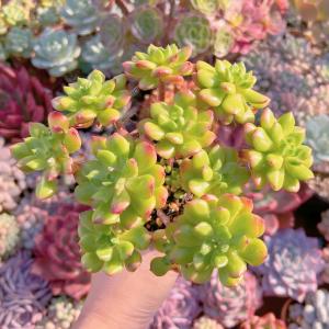多肉植物 レティジア群生 新入荷 るる農園の詳細画像2