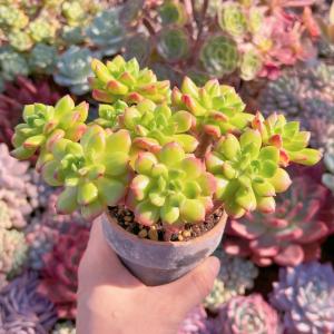 多肉植物 レティジア群生 新入荷 るる農園の詳細画像3