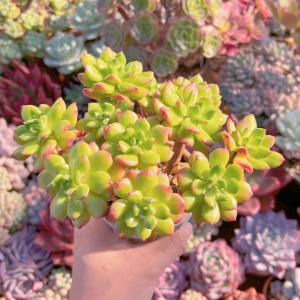 多肉植物 レティジア群生 新入荷 るる農園の詳細画像4