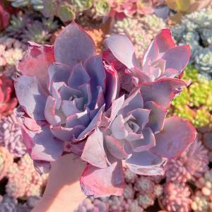 多肉植物 アフターグロー 特大群生 新入荷の詳細画像1
