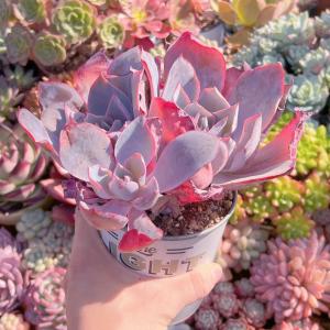 多肉植物 アフターグロー 特大群生 新入荷の詳細画像3