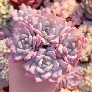 多肉植物 Blue Bird群生(3〜4頭大) ...の商品画像