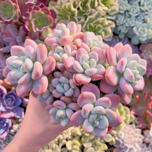 多肉植物 マカロン 特大群生 新入荷 るる農園の商品画像