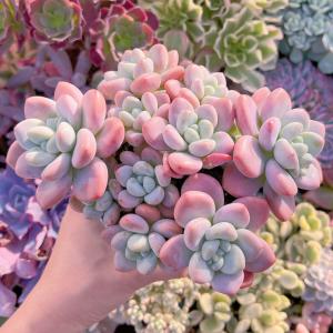 多肉植物 マカロン 特大群生 新入荷 るる農園の詳細画像2