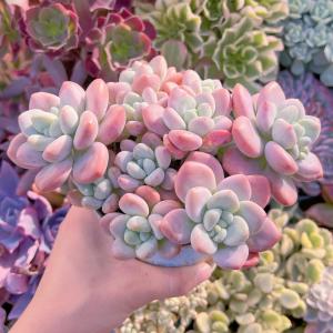 多肉植物 マカロン 特大群生 新入荷 るる農園の詳細画像3