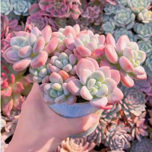 多肉植物 マカロン 特大群生 新入荷 るる農園の詳細画像4