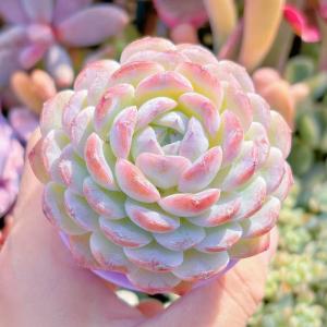 多肉植物 ホワイトスノー 新入荷 るる農園の詳細画像1