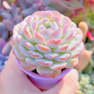 多肉植物 ホワイトスノー 新入荷 るる農園の詳細画像2