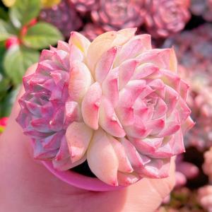 多肉植物 桃薫 群生2頭 新入荷 るる農園の商品画像