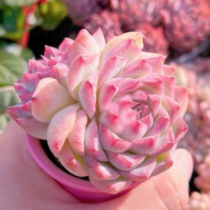 多肉植物 桃薫 群生2頭 新入荷 るる農園の詳細画像1