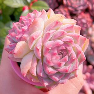 多肉植物 桃薫 群生2頭 新入荷 るる農園の詳細画像2
