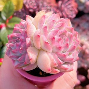 多肉植物 桃薫 群生2頭 新入荷 るる農園の詳細画像3