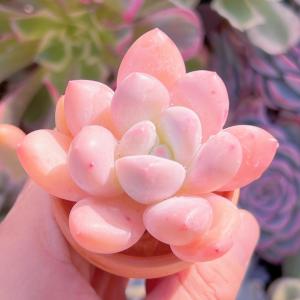 多肉植物 ベビースイート 新入荷 るる農園の詳細画像1