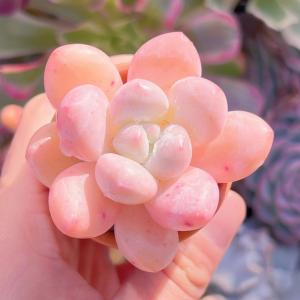 多肉植物 ベビースイート 新入荷 るる農園の詳細画像2