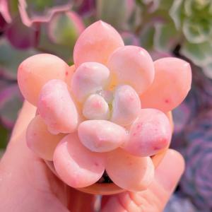 多肉植物 ベビースイート 新入荷 るる農園の詳細画像3