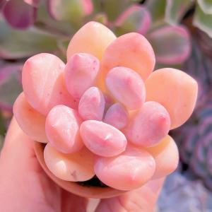 多肉植物 ベビースイート 新入荷 るる農園の詳細画像4